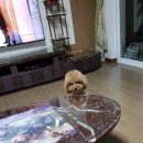 마마독스 이미지