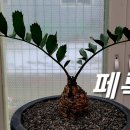 페록스 Daum카페