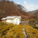 황금소나무 이미지