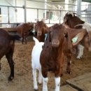 주완농장 이미지