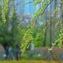 봄비 오던 날ㅡ우중 봄꽃 산책 - by 모모수계 이미지