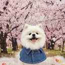 꼼꼼 애견미용실 | 군산 애견미용 실력파 쀼 애견미용실 다녀온 후기 디자인부터 위생관리까지 완벽해