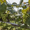 포도향이흐르는마을 이미지