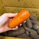 홍당무김밥 | 고씨하루농방 제주 구좌 흙당근 후기 건강한 스틱채소 도시락