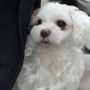 서교동물병원 이미지