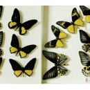 무주곤충박물관 이미지