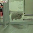 밈