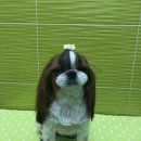 애플동물병원 이미지