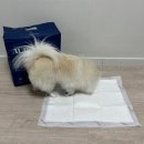 펫츠다이닝(pet's dining) 이미지