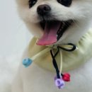 루시드펫 네이버블로그