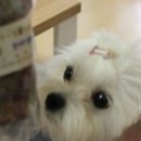 힐링펫샵 | 힐링펫, 대지 수제간식 사줌,