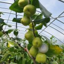 부일농장 이미지