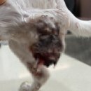 소로동물병원 이미지