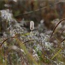 아침이슬 이미지