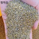 노랑콩 이미지