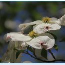 백색 산딸나무꽃 이미지