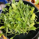 다우리 농장 이미지