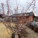 개나리꽃민박 이미지