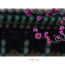 臘月紅梅(납월홍매)..... 이미지