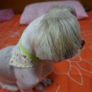 킴스애견미용실 이미지