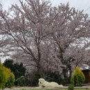 완도LOWA 이미지