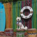 DOG채 애견스테이 이미지