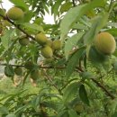 산돌복농장