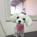 지아 애견샵 이미지