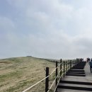 무진목장 | [충남/서산]서산 벚꽃 명소 추천ㅣ한우목장길 꽃구경 직접 다녀온 후기(4월 중순 개화상태)