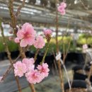 대림가든 이미지