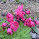 홍도유치원 이미지