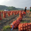 딸기엄마양파아빠 이미지