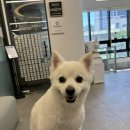 용인축협동물병원 | 8살 강아지 건강검진 (노견 건강검진) 후기 - 용인 동물병원 24시 블레스 동물메디컬센터