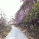 진달래농장 이미지