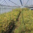 더 큰나무 이미지