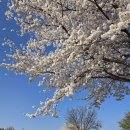 경산로얄 | [2025년 경산 대구 근교 벚꽃 명소] 마위지 벚꽃 개화 상황