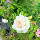 꽃그리고 | 왜관꽃집 감성 제대로🌸 다육그리고꽃 꽃다발 후기