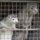 밍크 세계일보