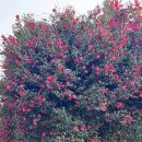 가든인제주 이미지