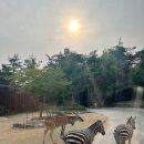 오월드 | [아이랑 여행] 대전 오월드 나들이 후기