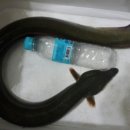 오바2