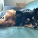 샵콕 이미지