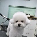 블루밍독 이미지