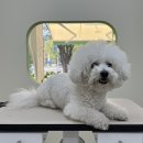 아워퍼피 이미지