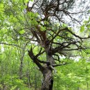 산일민박 | 백두대간 두타산(頭陀山 1,353m)에서 40년만에 개방된 베틀바위까지_2021.05.29.