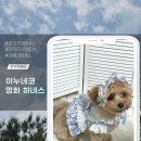 강아지 여름 하네스 추천! 이누네코 명화 벨크로 하네스 착용 후기