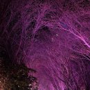 트로트와 국악의 밤 | 제 3회 영산포 봄 벚꽃 버스킹 축제, 벚꽃길 야경 및 개화 현황 (26.03.27)