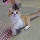 맘스캣(MOMSCAT) 이미지