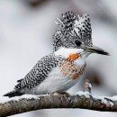 The cute Crested Kingfisher 이미지