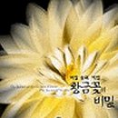 황금꽃 이미지